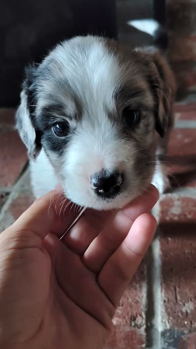 Dribbles, a male Australian Shepherd and Labrador Retriever for sale in Lakeside Marblehead, OH – 4 of 5