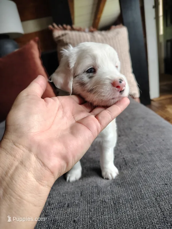 Spark – Australian Shepherd, Labrador Retriever puppy for sale in Lakeside Marblehead, OH
