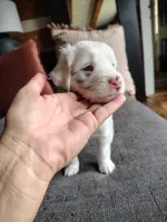 Spark, a female Australian Shepherd and Labrador Retriever for sale in Lakeside Marblehead, OH – 1 of 9