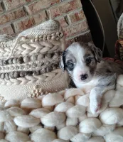 Dribbles, a male Australian Shepherd and Labrador Retriever for sale in Lakeside Marblehead, OH – 2 of 5