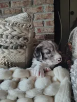 Tater tot, a male Australian Shepherd and Labrador Retriever for sale in Lakeside Marblehead, OH – 2 of 6