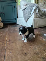 Pickles, a female Australian Shepherd and Labrador Retriever for sale in Lakeside Marblehead, OH – 2 of 3