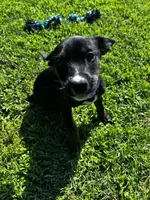 Sammy, a female Labrador Retriever for sale in Fort Smith, AR – 3 of 6