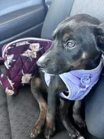 Sammy, a female Labrador Retriever for sale in Fort Smith, AR – 2 of 6