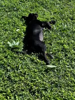Sammy, a female Labrador Retriever for sale in Fort Smith, AR – 5 of 6