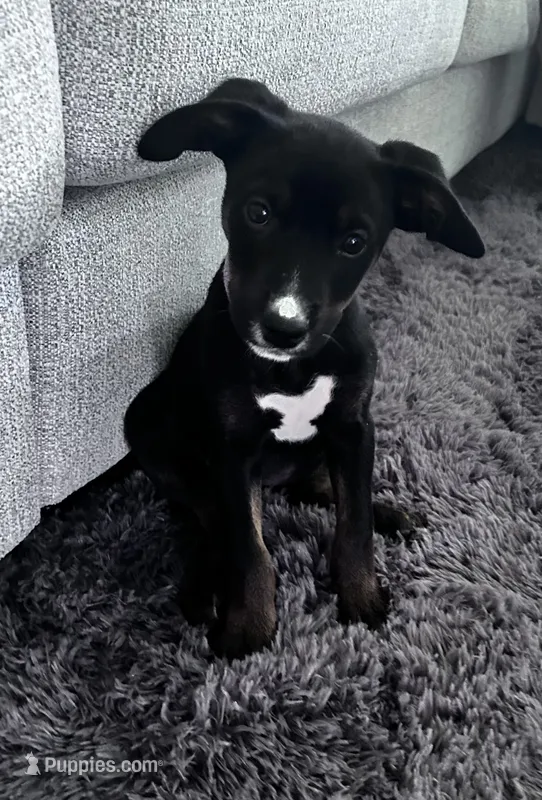 Sammy – Labrador Retriever puppy for sale in Fort Smith, AR