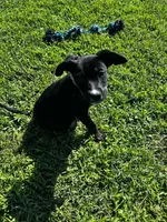 Sammy, a female Labrador Retriever for sale in Fort Smith, AR – 6 of 6