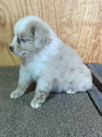 Dani, a female Miniature Australian Shepherd for sale in Marlow, OK – Photo 8 of 8