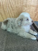 Dani, a female Miniature Australian Shepherd for sale in Marlow, OK – Photo 6 of 8