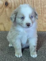 Dani, a female Miniature Australian Shepherd for sale in Marlow, OK – Photo 1 of 8