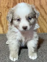 Dani, a female Miniature Australian Shepherd for sale in Marlow, OK – Photo 3 of 8