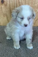 Dani, a female Miniature Australian Shepherd for sale in Marlow, OK – Photo 4 of 8