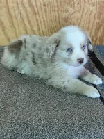 Dani, a female Miniature Australian Shepherd for sale in Marlow, OK – Photo 7 of 8