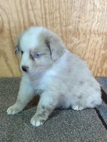 Dani, a female Miniature Australian Shepherd for sale in Marlow, OK – Photo 5 of 8