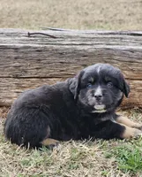 Nyx , a female Miniature Australian Shepherd for sale in Marlow, OK – Photo 2 of 5