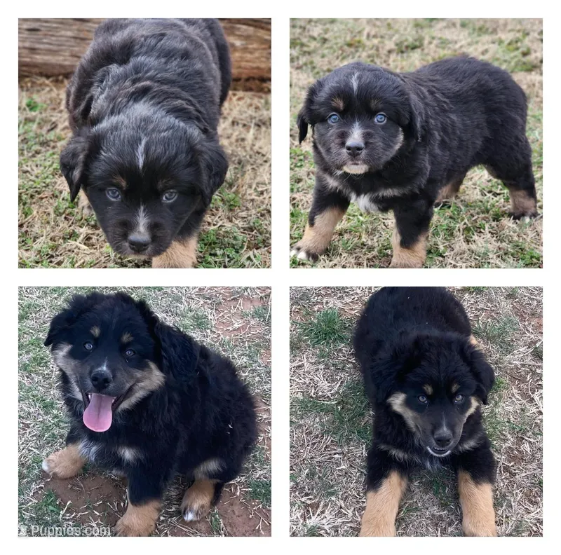 Nyx  – Miniature Australian Shepherd puppy for sale in Marlow, OK