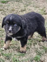 Nyx , a female Miniature Australian Shepherd for sale in Marlow, OK – Photo 4 of 5