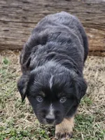 Nyx , a female Miniature Australian Shepherd for sale in Marlow, OK – Photo 1 of 5