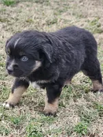 Nyx , a female Miniature Australian Shepherd for sale in Marlow, OK – Photo 5 of 5