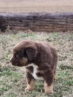 Phantom, a male Miniature Australian Shepherd for sale in Marlow, OK – Photo 2 of 6