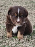 Phantom, a male Miniature Australian Shepherd for sale in Marlow, OK – Photo 1 of 6