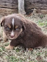 Phantom, a male Miniature Australian Shepherd for sale in Marlow, OK – Photo 5 of 6
