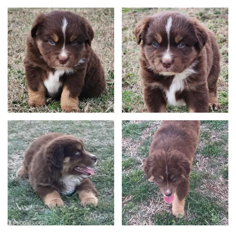 Phantom – Miniature Australian Shepherd puppy for sale in Marlow, OK
