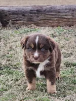 Phantom, a male Miniature Australian Shepherd for sale in Marlow, OK – Photo 4 of 6