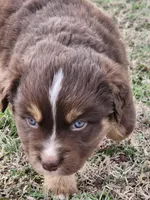 Phantom, a male Miniature Australian Shepherd for sale in Marlow, OK – Photo 6 of 6