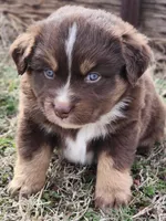 Phantom, a male Miniature Australian Shepherd for sale in Marlow, OK – Photo 3 of 6