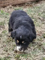 Onyx , a male Miniature Australian Shepherd for sale in Marlow, OK – Photo 4 of 5