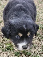 Onyx , a male Miniature Australian Shepherd for sale in Marlow, OK – Photo 5 of 5