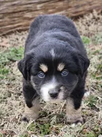 Onyx , a male Miniature Australian Shepherd for sale in Marlow, OK – Photo 3 of 5