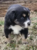 Onyx , a male Miniature Australian Shepherd for sale in Marlow, OK – Photo 1 of 5