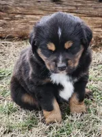 Reaper, a male Miniature Australian Shepherd for sale in Marlow, OK – Photo 4 of 8