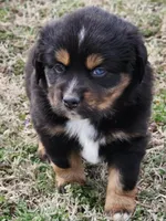Reaper, a male Miniature Australian Shepherd for sale in Marlow, OK – Photo 1 of 8