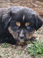 Reaper, a male Miniature Australian Shepherd for sale in Marlow, OK – Photo 3 of 8