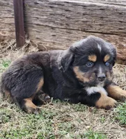 Reaper, a male Miniature Australian Shepherd for sale in Marlow, OK – Photo 6 of 8