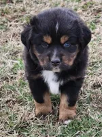 Reaper, a male Miniature Australian Shepherd for sale in Marlow, OK – Photo 2 of 8