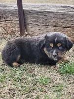 Reaper, a male Miniature Australian Shepherd for sale in Marlow, OK – Photo 8 of 8