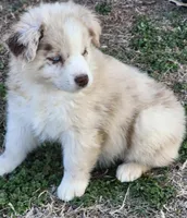 Buffy, a female Miniature Australian Shepherd for sale in Marlow, OK – Photo 4 of 4