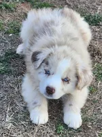 Buffy, a female Miniature Australian Shepherd for sale in Marlow, OK – Photo 3 of 4