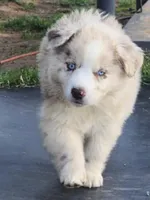 Buffy, a female Miniature Australian Shepherd for sale in Marlow, OK – Photo 1 of 4