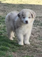 Buffy, a female Miniature Australian Shepherd for sale in Marlow, OK – Photo 2 of 4