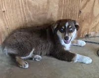 Taz, a male Miniature Australian Shepherd for sale in Marlow, OK – Photo 3 of 6