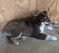 Taz, a male Miniature Australian Shepherd for sale in Marlow, OK – Photo 6 of 6