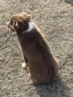 Taz, a male Miniature Australian Shepherd for sale in Marlow, OK – Photo 2 of 6