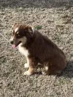 Taz, a male Miniature Australian Shepherd for sale in Marlow, OK – Photo 5 of 6