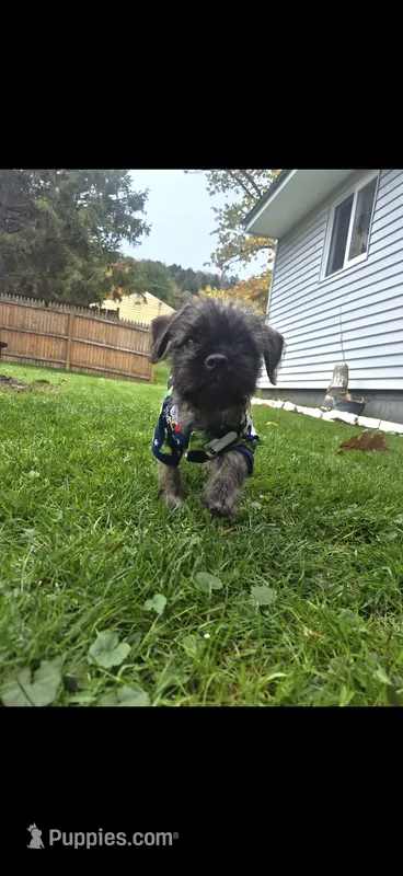 Oscar – French Bulldog, Shih Tzu puppy for sale in Roulette, PA