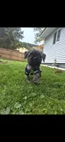 Oscar, a male French Bulldog and Shih Tzu for sale in Roulette, PA – 1 of 2